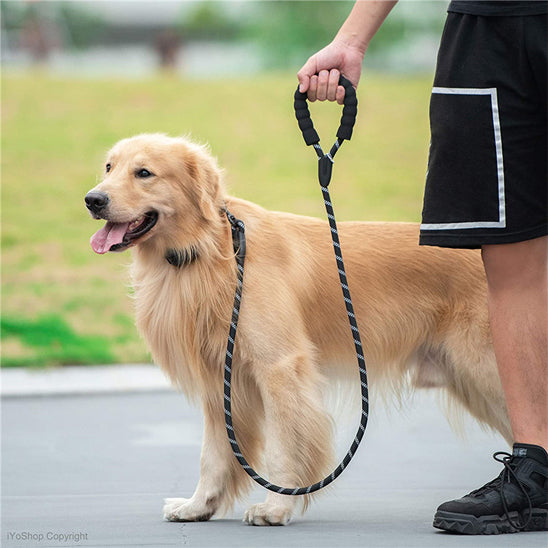Laisse pour chien dans rue laisse noir