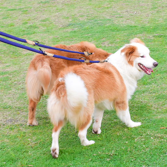 laisse pour chien double chien