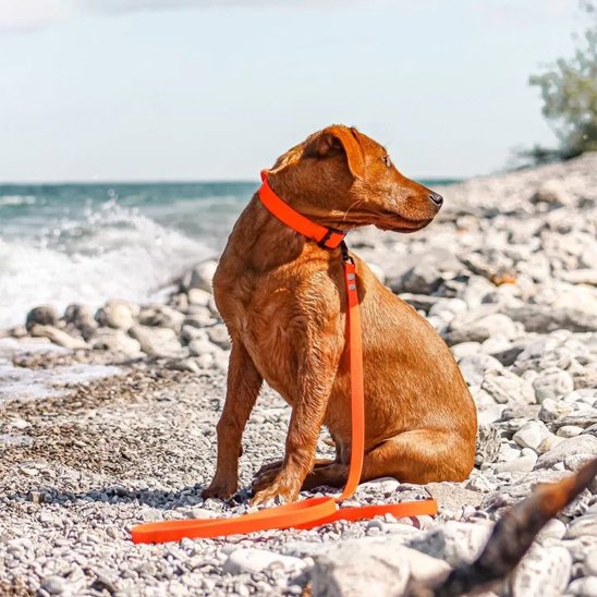 Laisse pour chien en biothane polyvalente
