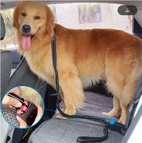 laisse pour chien en voiture