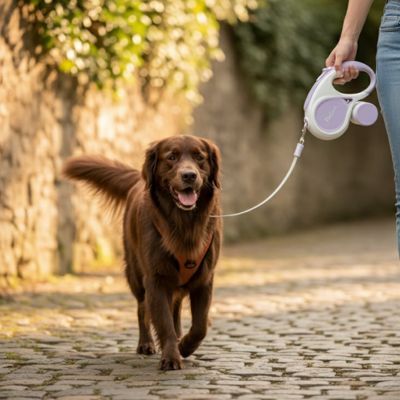 laisse pour chien enrouleur promenade chien
