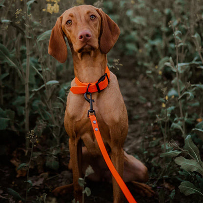 laisse pour chien foret