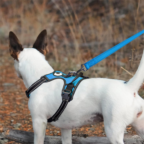 laisse pour chien harnais