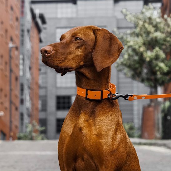 Laisse pour chien imperméable orange