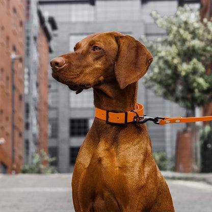 Laisse pour chien imperméable