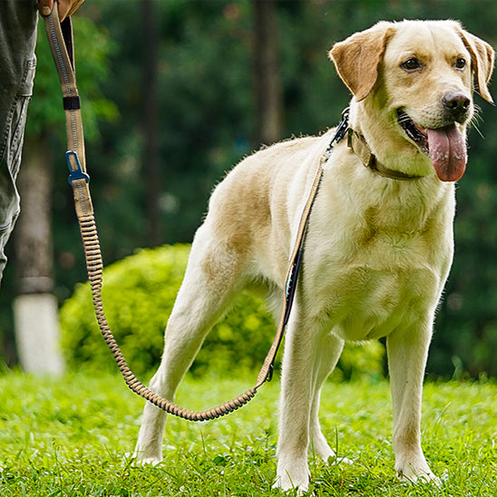 laisse pour chien laisse beige