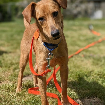 Laisse pour chien légère confortable dressage 