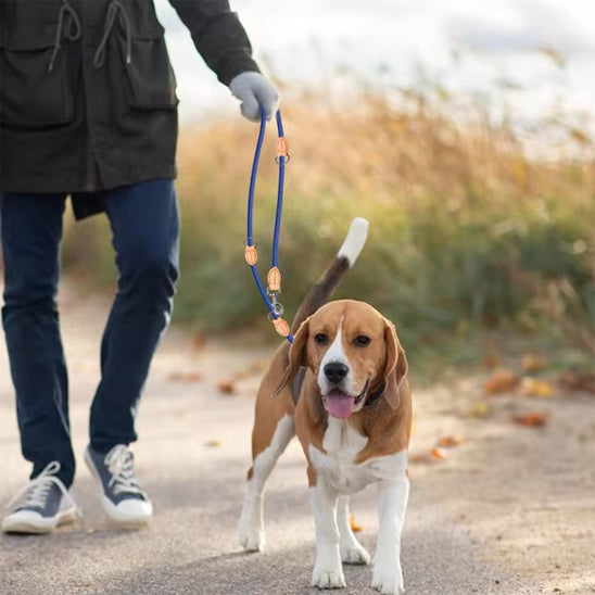 laisse pour chien maitre chemin