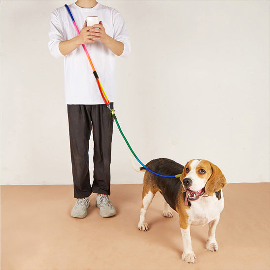 laisse pour chien maitre maison