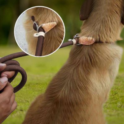 Laisse pour chien malinois assis