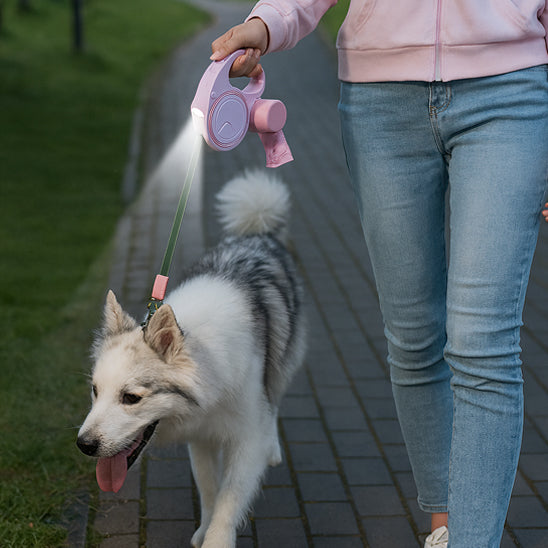 laisse pour chien marche rue