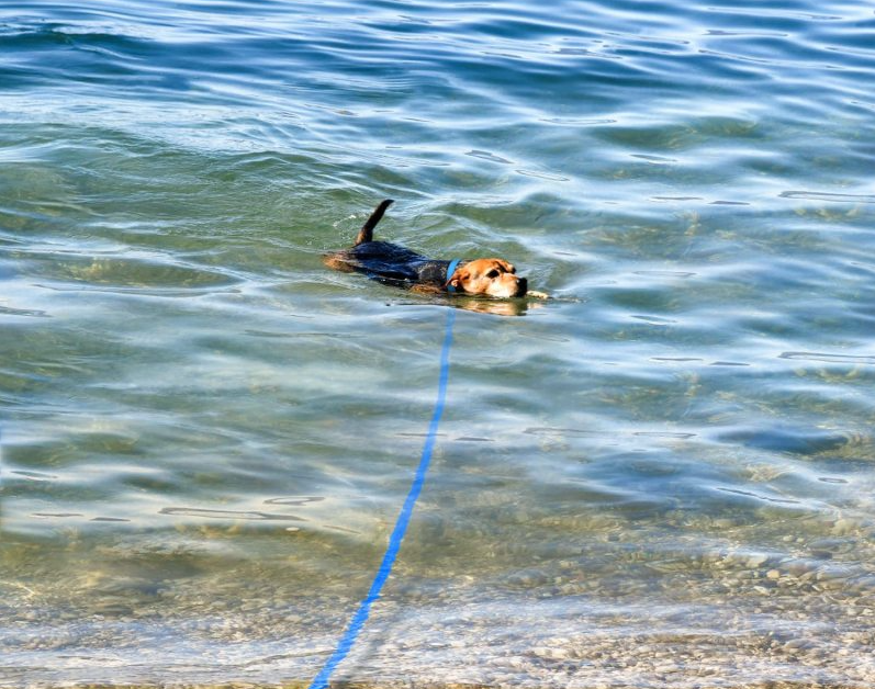 laisse pour chien nage mer