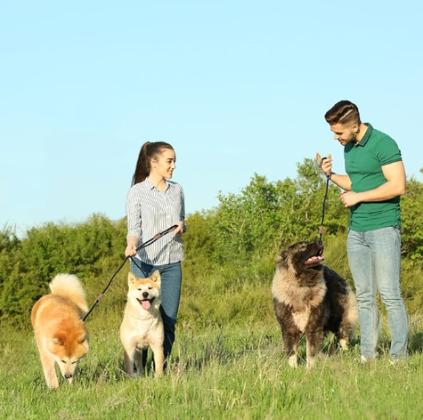laisse pour chien nature noir