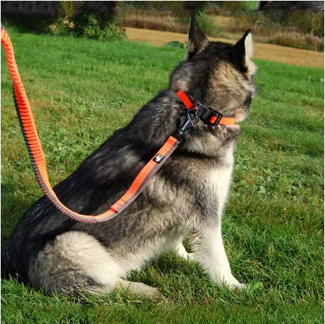laisse pour chien orange chien assis