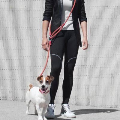 laisse pour chien pave