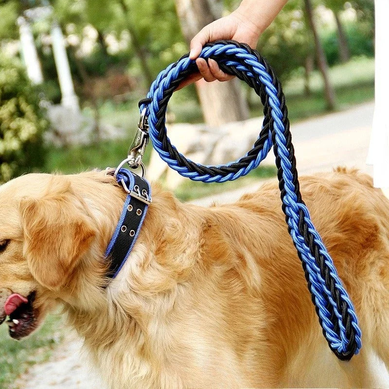 laisse pour chien promenade