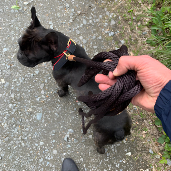 laisse pour chien promene rue