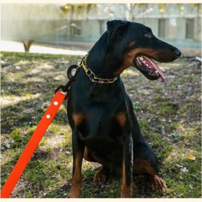 Laisse pour chien résistante imperméable