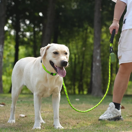 laisse pour chien robuste verte