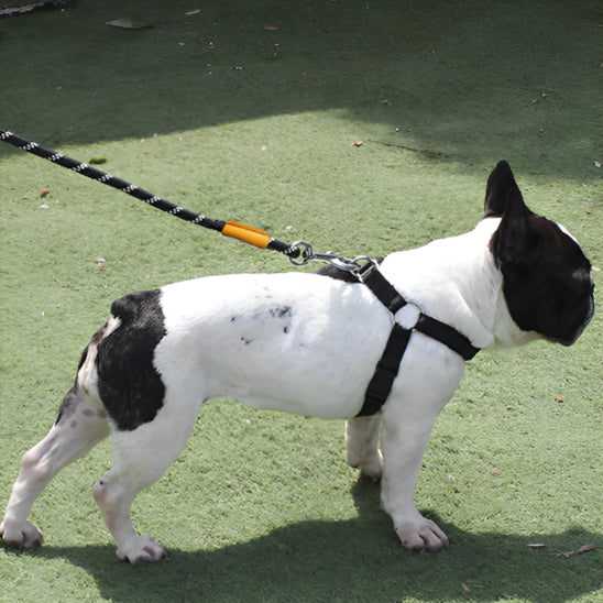laisse pour chien seul