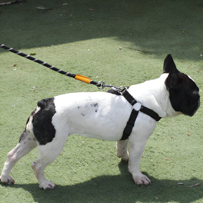 laisse pour chien seul