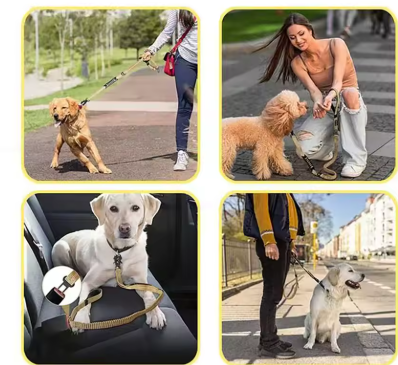 laisse pour chien situation differentes