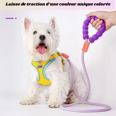 laisse pour chien traction coloree
