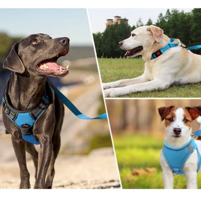 laisse pour chien trois parc