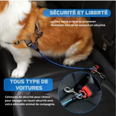 Laisse pour chien voiture