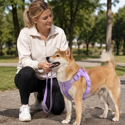 Le ZenPattes Harnais chien violet le chien pars en promenade