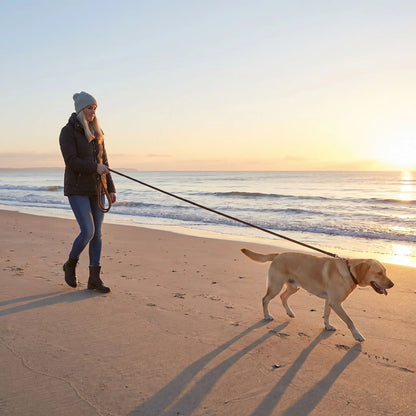 Le chien promène plage matin longe pour chien café