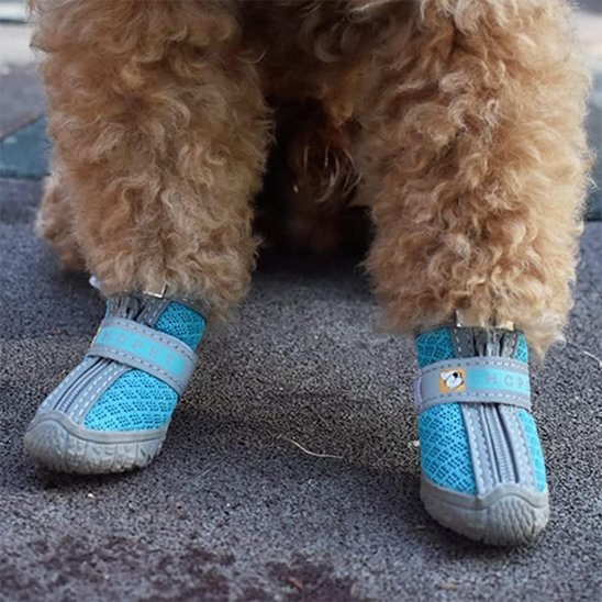 Les chaussure chien sont au pieds attachée avec bande velcros