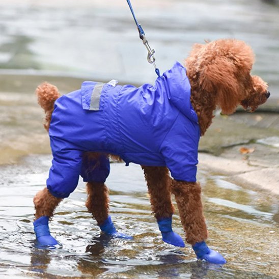 Les premiers pas avec des chaussure chien