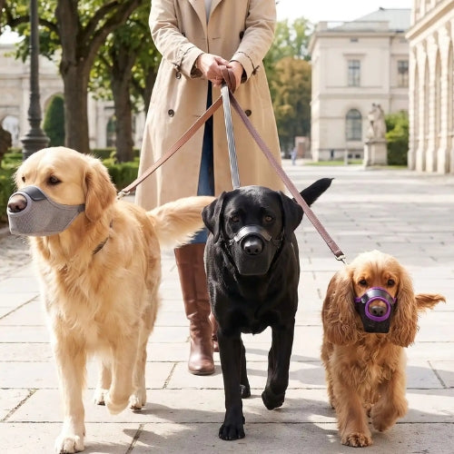 Les trois chiens balade muselière chien différente couleur
