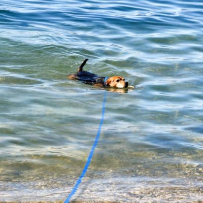 longe pour chien bleu nage mer