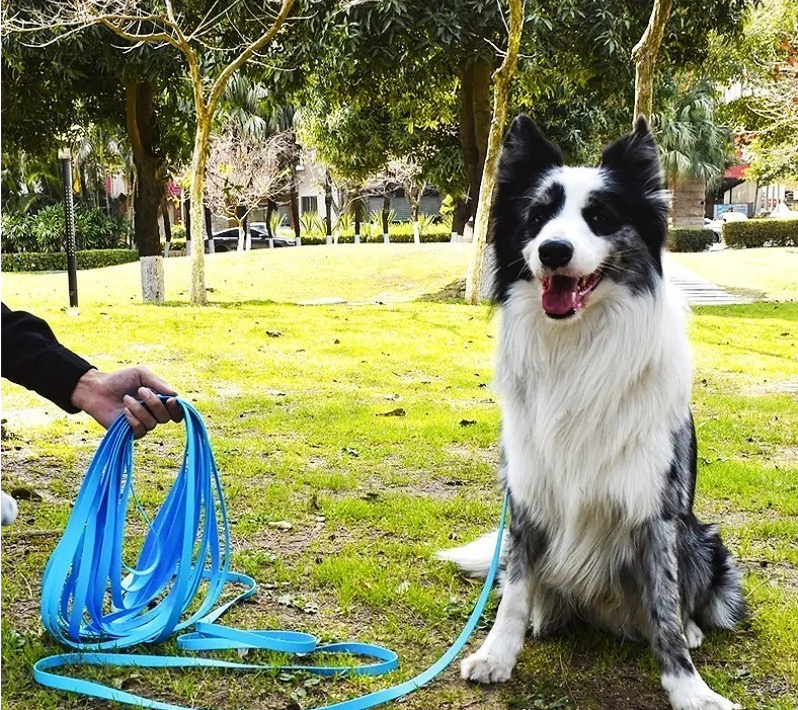longe pour chien bleu