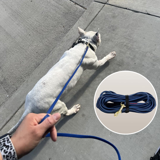 longe pour chien marchant trottoir