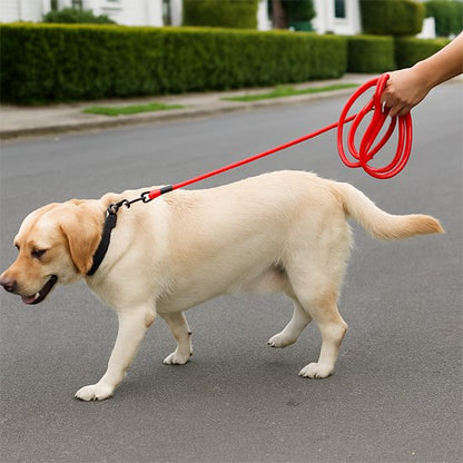 longe pour chien promenade route rouge