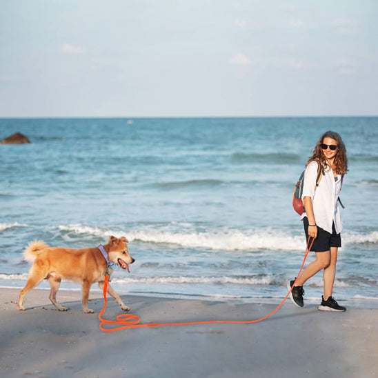 longe pour chien sable mer