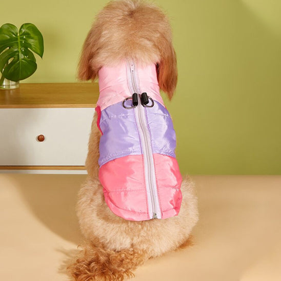 manteau chien appartement assis