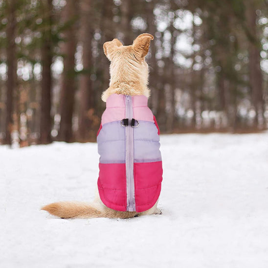 manteau chien assis neige