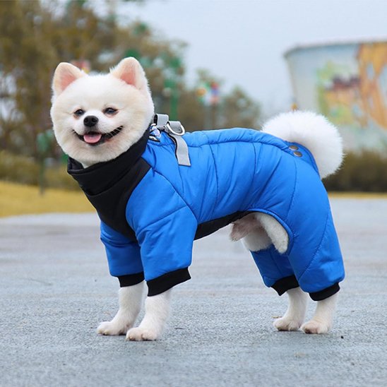 manteau chien combi bleu