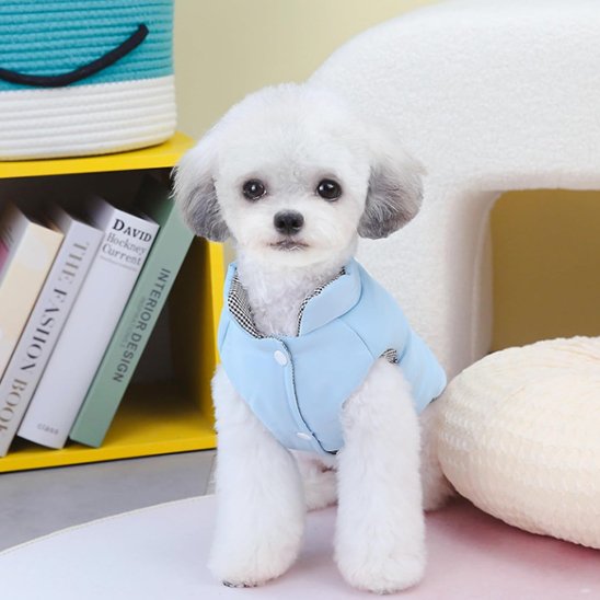 Manteau chien élégant moderne bleu