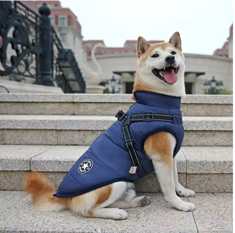 manteau chien grande taille assis devant marches