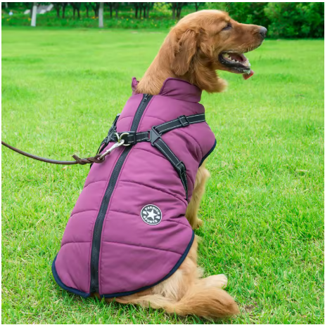 manteau chien grande taille violet