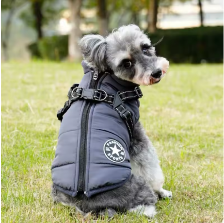 manteau chien petite taille vous regarde