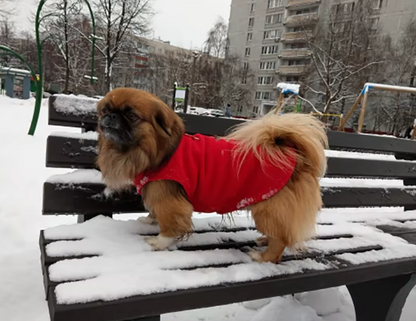 manteau chien rouge neige
