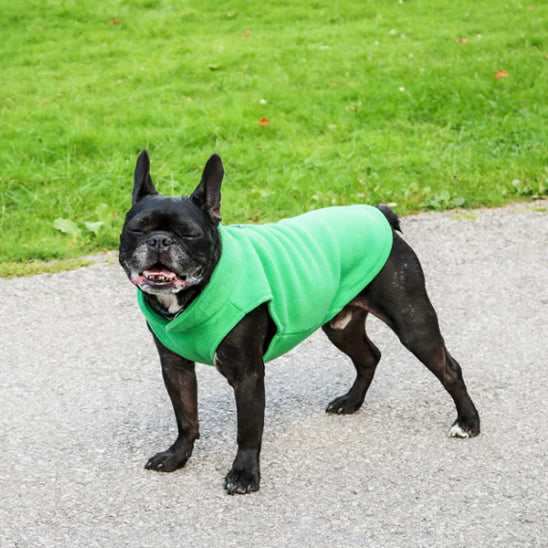 manteau chien vert 1