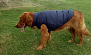 manteau pour chien bleu herbe