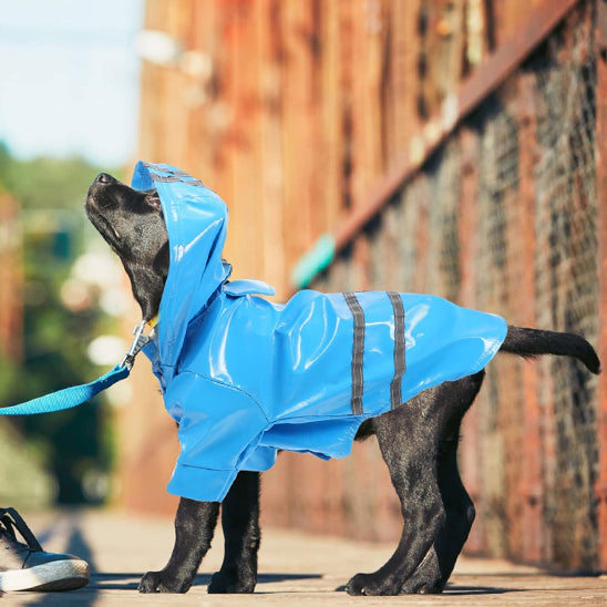 manteau pour chien bleu rue